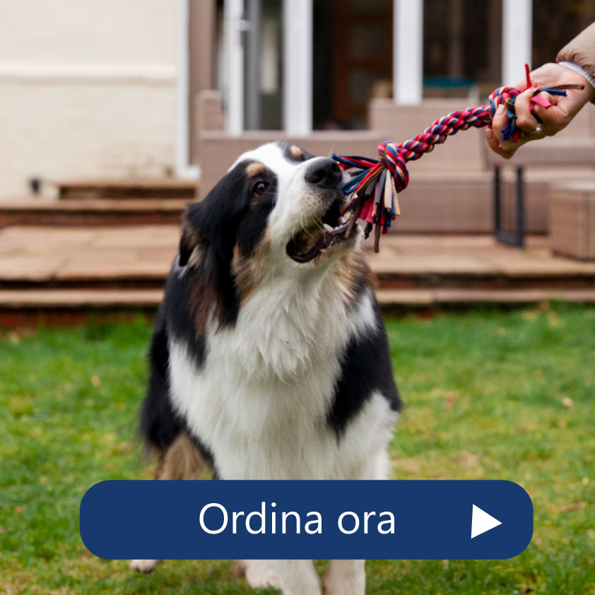 Giochi per cani - Charmedog guinzagli artigianali